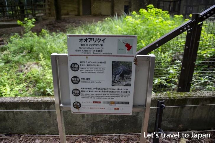 オオアリクイ：東山動物園北園の見どころ(102)