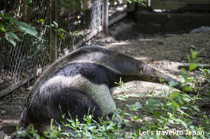 オオアリクイ：東山動物園北園の見どころ(103)