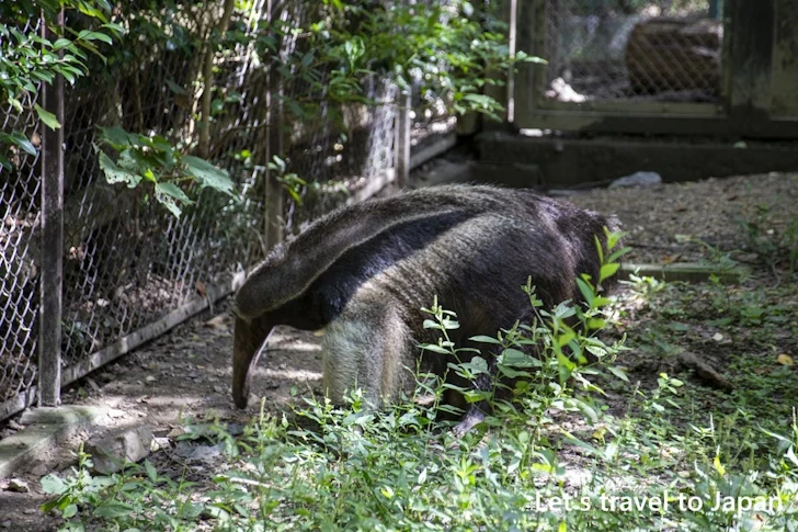 オオアリクイ：東山動物園北園の見どころ(104)