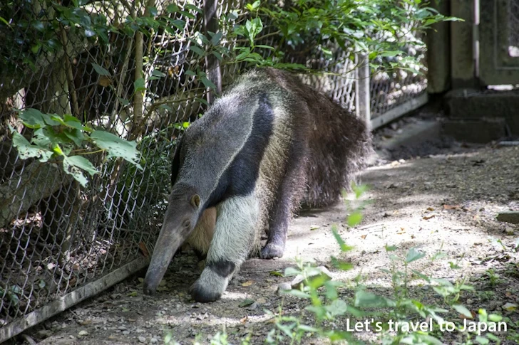 オオアリクイ：東山動物園北園の見どころ(105)