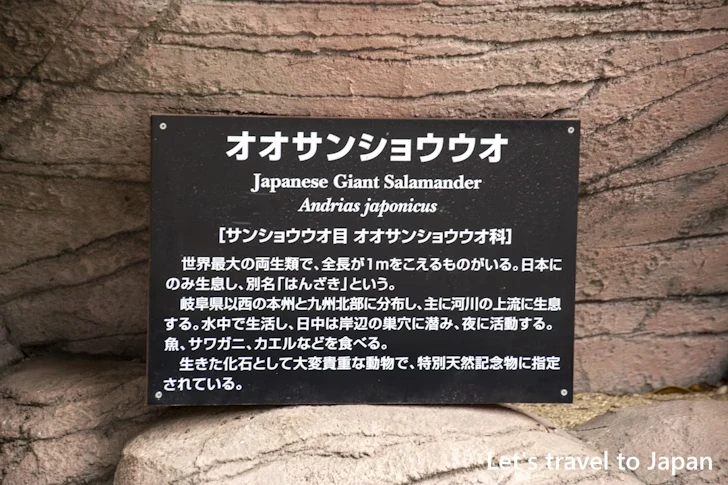 オオサンショウウオ：東山動物園北園の見どころ(106)