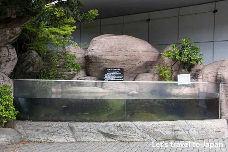 オオサンショウウオ：東山動物園北園の見どころ(107)