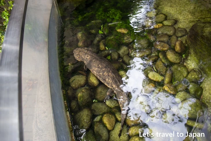 オオサンショウウオ：東山動物園北園の見どころ(108)