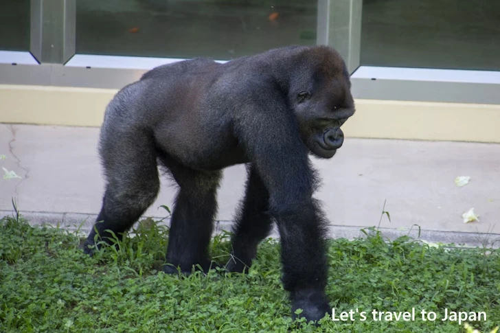 ニシゴリラ：東山動物園北園の見どころ(11)