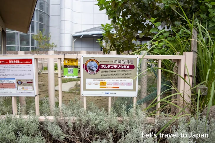 アルダブラゾウガメ：東山動物園北園の見どころ(110)