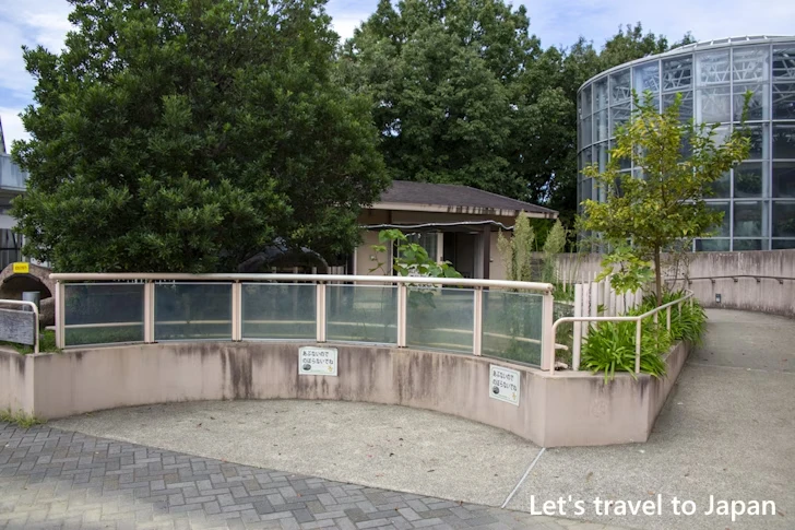 アルダブラゾウガメ：東山動物園北園の見どころ(111)