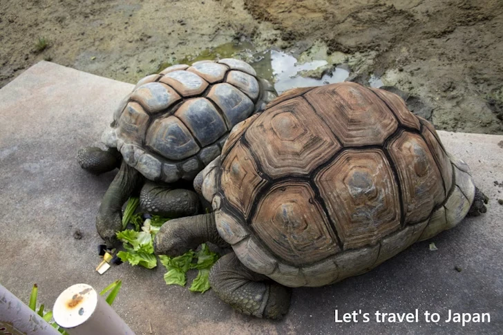 アルダブラゾウガメ：東山動物園北園の見どころ(114)