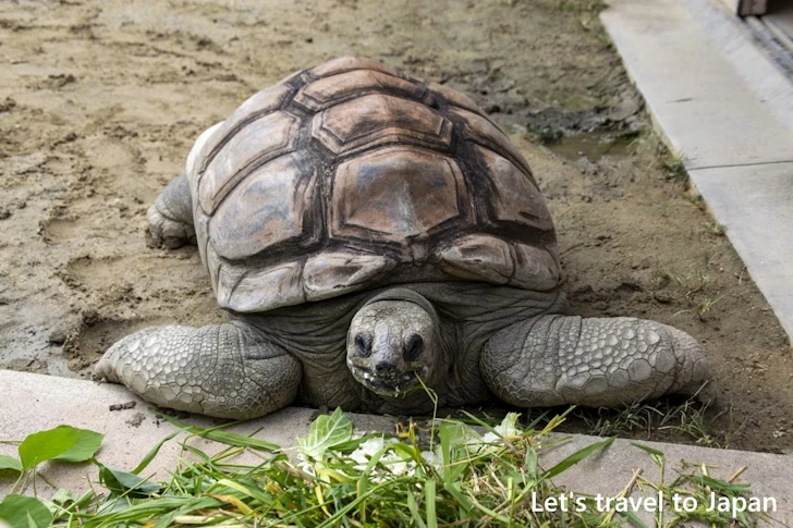 アルダブラゾウガメ：東山動物園北園の見どころ(115)