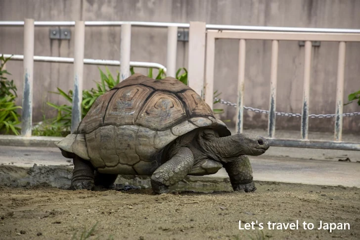 アルダブラゾウガメ：東山動物園北園の見どころ(116)