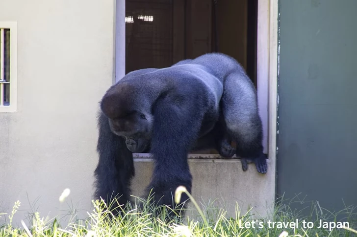 ニシゴリラ：東山動物園北園の見どころ(12)