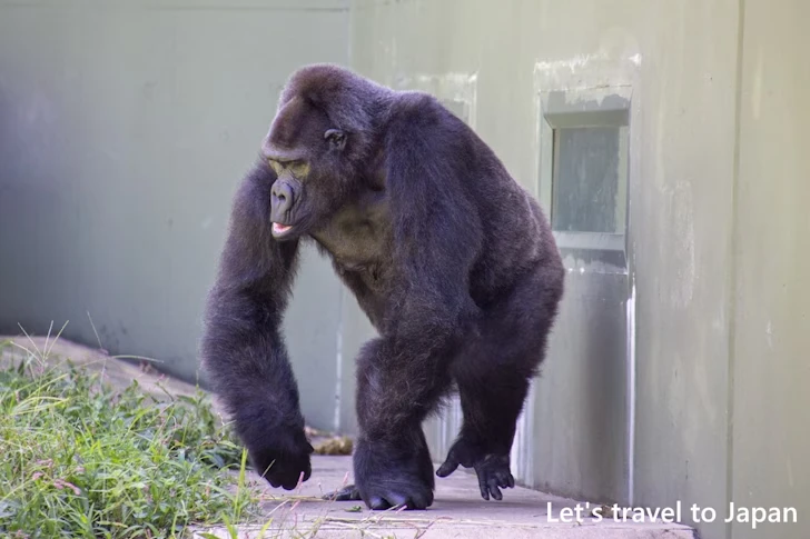 ニシゴリラ：東山動物園北園の見どころ(13)