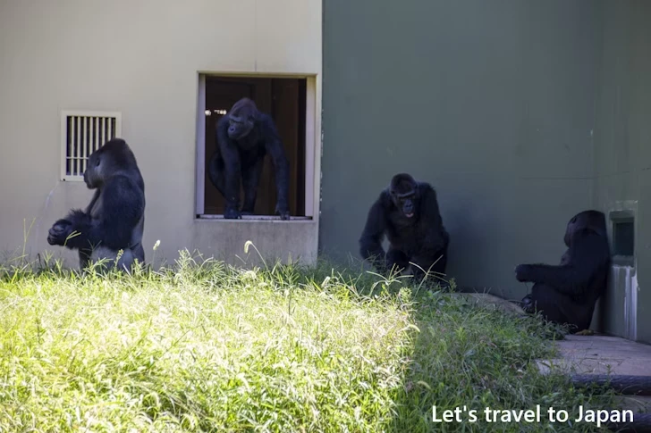 ニシゴリラ：東山動物園北園の見どころ(14)