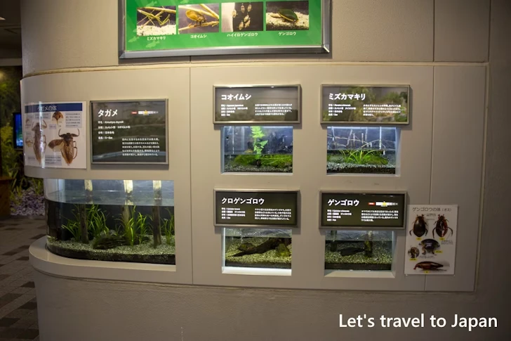 世界のメダカ館：東山動物園北園の見どころ(151)