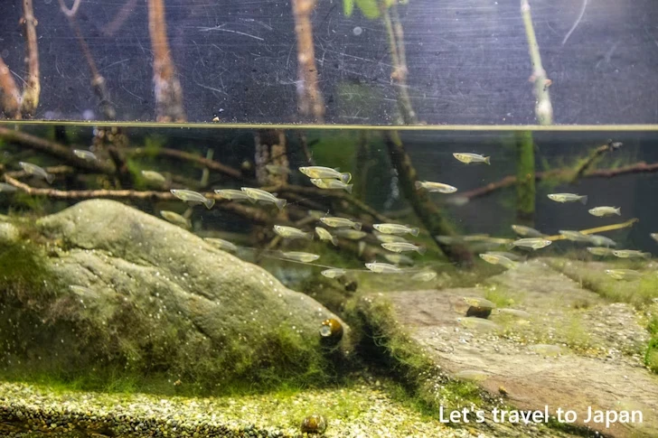 世界のメダカ館：東山動物園北園の見どころ(157)
