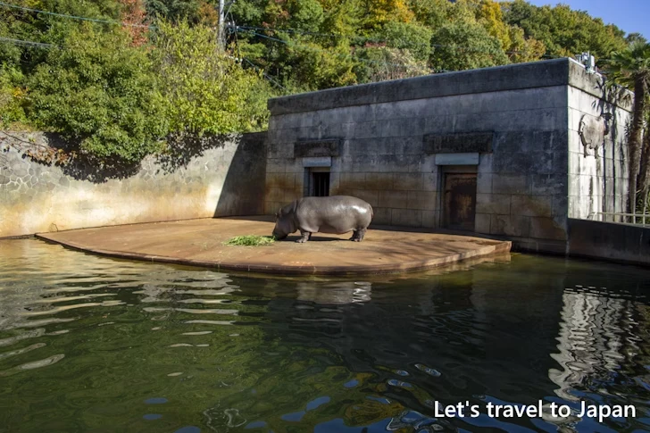 カバ：東山動物園北園の見どころ(163)