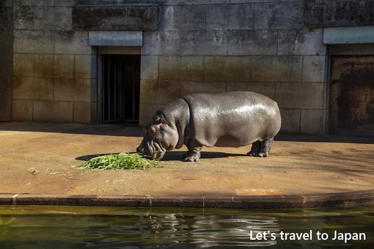 カバ：東山動物園北園の見どころ(164)