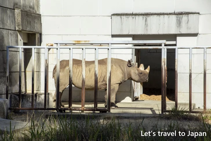 クロサイ：東山動物園北園の見どころ(165)