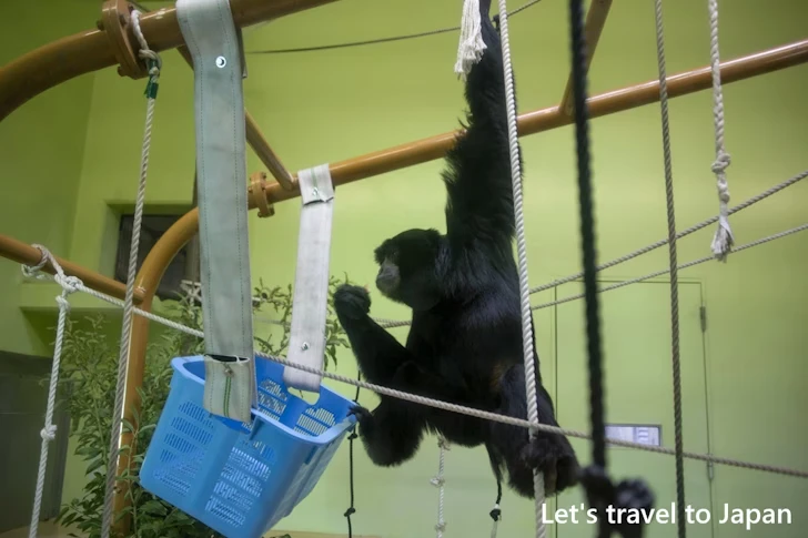 フクロテナガザル：東山動物園北園の見どころ(166)