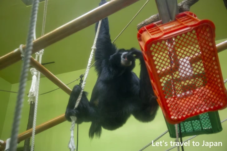 フクロテナガザル：東山動物園北園の見どころ(167)