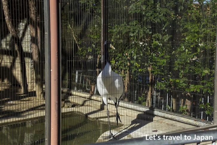 タンチョウ：東山動物園北園の見どころ(169)
