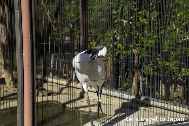 タンチョウ：東山動物園北園の見どころ(170)