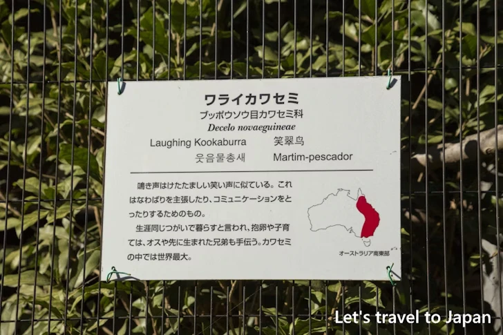 ワライカワセミ：東山動物園北園の見どころ(171)