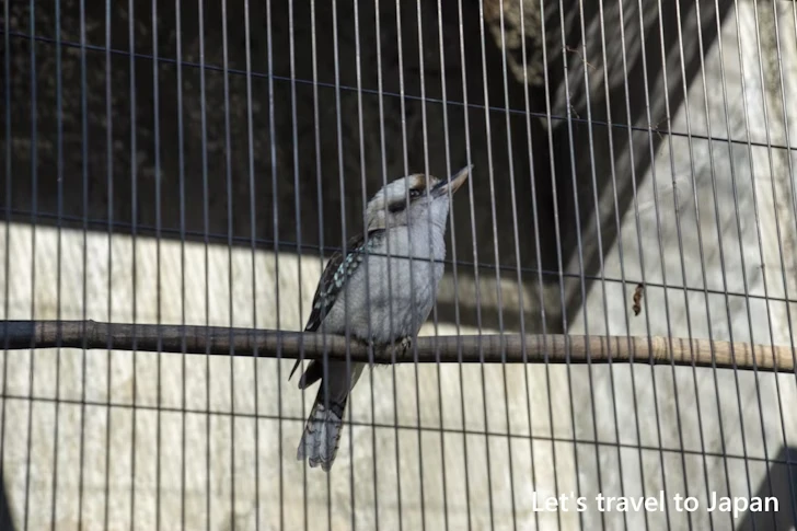 ワライカワセミ：東山動物園北園の見どころ(174)