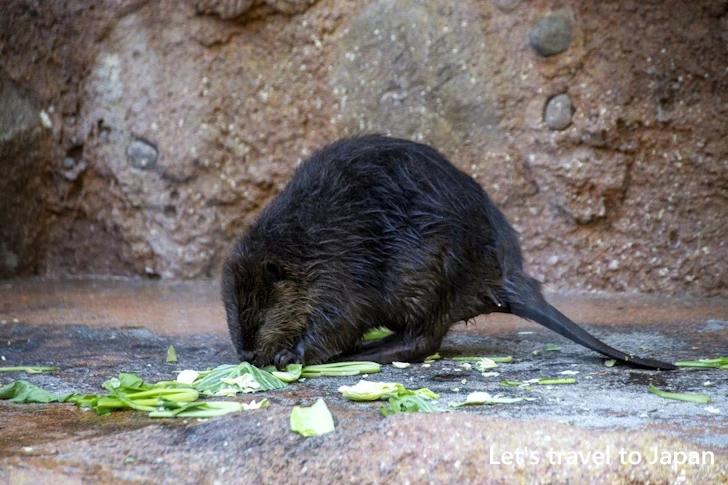 アメリカビーバー：東山動物園北園の見どころ(179)