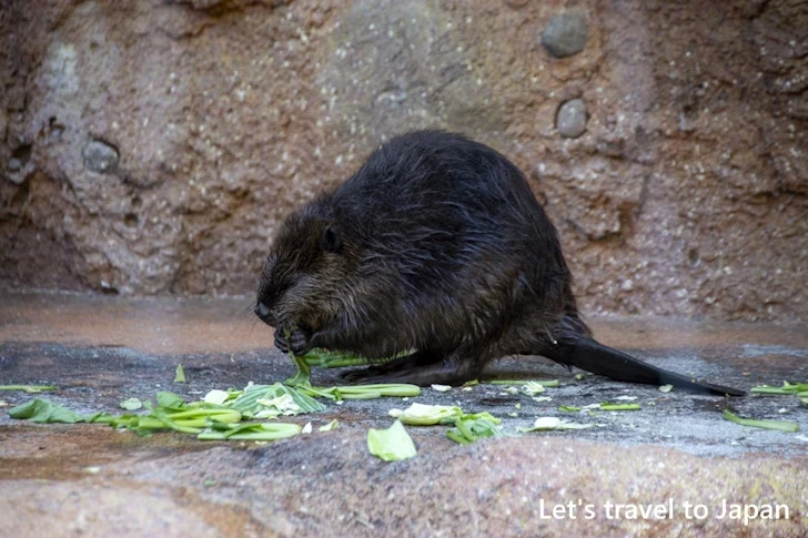 アメリカビーバー：東山動物園北園の見どころ(180)