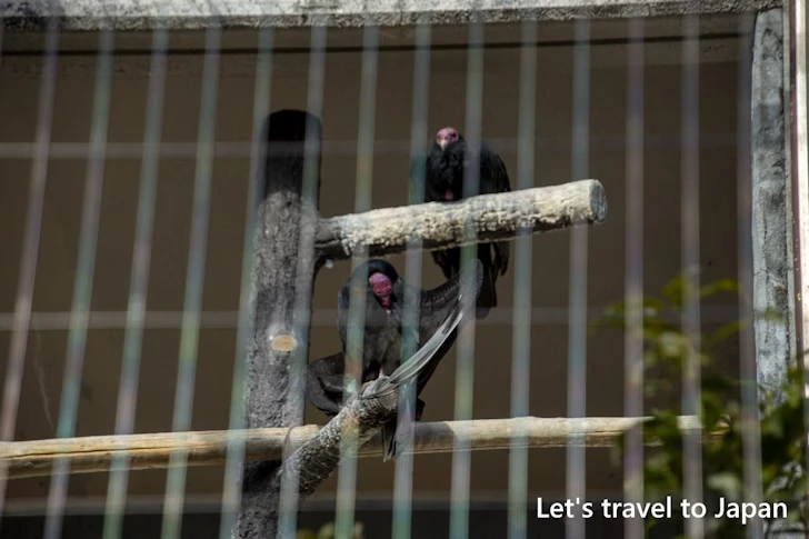 ヒメコンドル：東山動物園北園の見どころ(181)