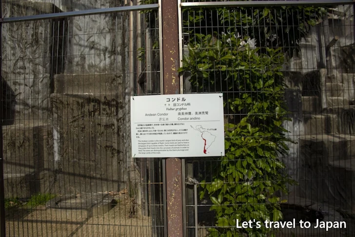 コンドル：東山動物園北園の見どころ(182)