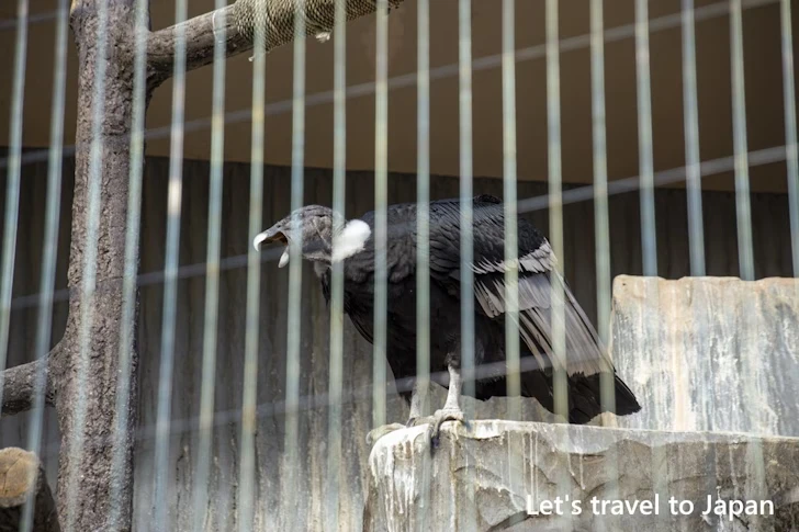 コンドル：東山動物園北園の見どころ(185)