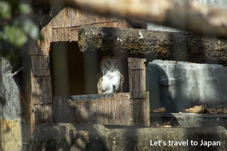 メンフクロウ：東山動物園北園の見どころ(188)
