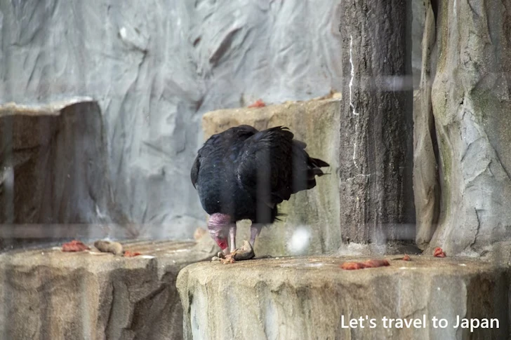 ヒメコンドル：東山動物園北園の見どころ(192)