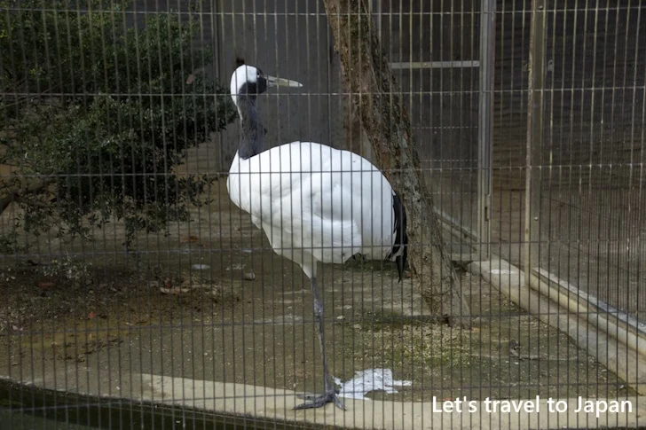 タンチョウ：東山動物園北園の見どころ(197)