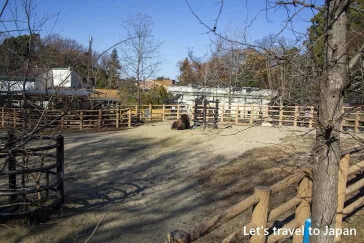 アメリカバイソン：東山動物園北園の見どころ(198)