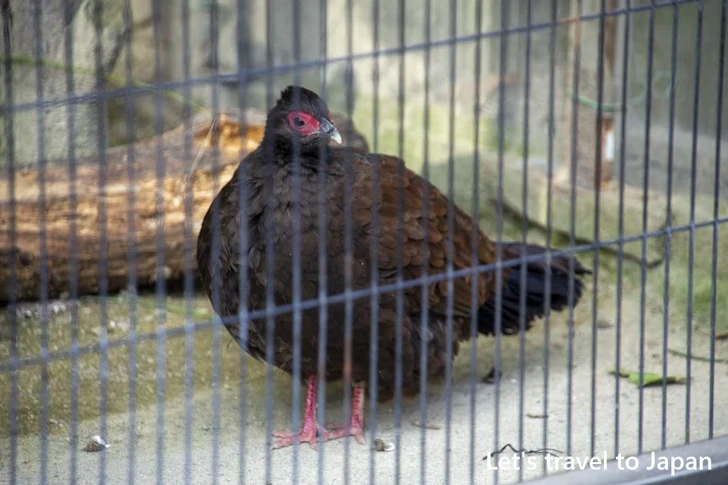 コサンケイ：東山動物園北園の見どころ(201)