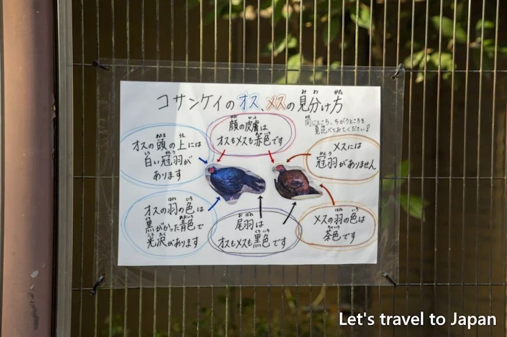 コサンケイ：東山動物園北園の見どころ(202)