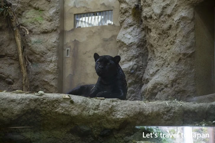 ジャガー：東山動物園北園の見どころ(204)