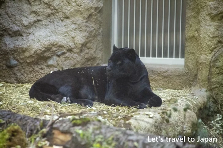 ジャガー：東山動物園北園の見どころ(206)
