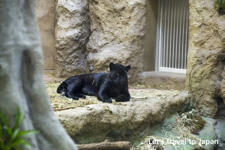 ジャガー：東山動物園北園の見どころ(207)