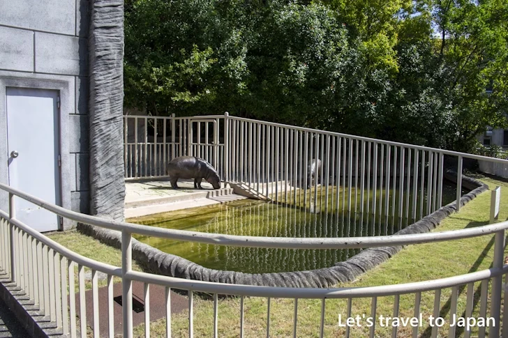コビトカバ：東山動物園北園の見どころ(24)