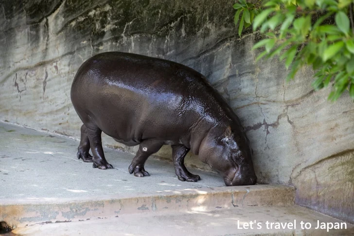 コビトカバ：東山動物園北園の見どころ(25)