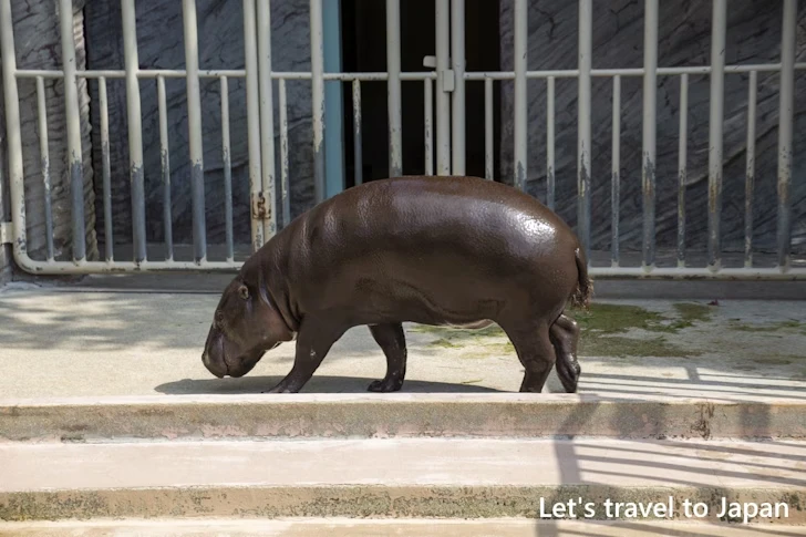 コビトカバ：東山動物園北園の見どころ(26)