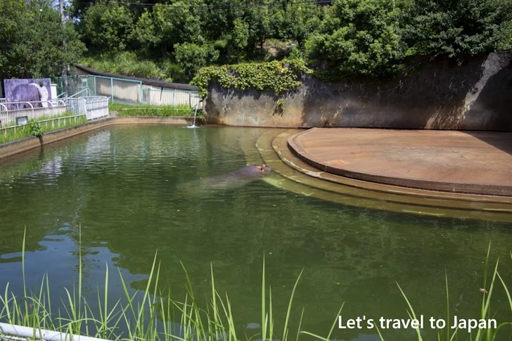 カバ：東山動物園北園の見どころ(33)