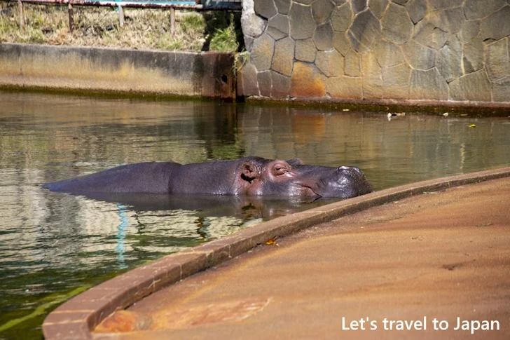 カバ：東山動物園北園の見どころ(35)