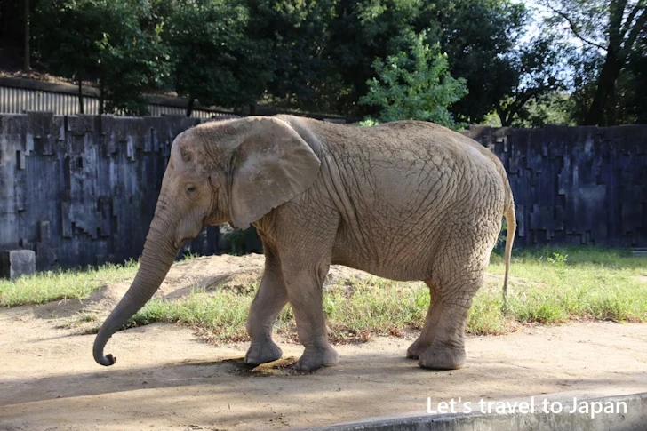 アフリカゾウ：東山動物園北園の見どころ(37)