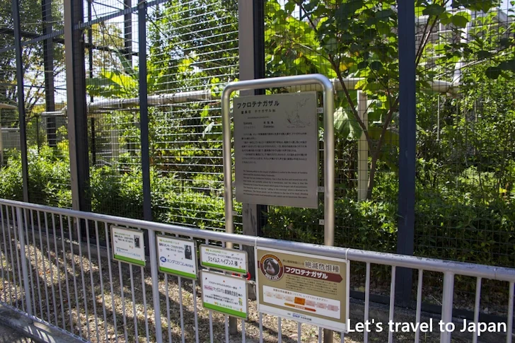 フクロテナガザル：東山動物園北園の見どころ(43)