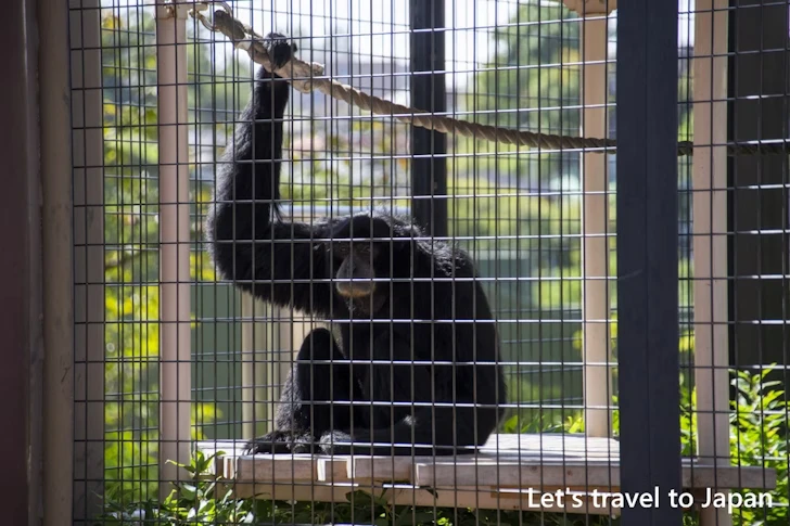フクロテナガザル：東山動物園北園の見どころ(44)