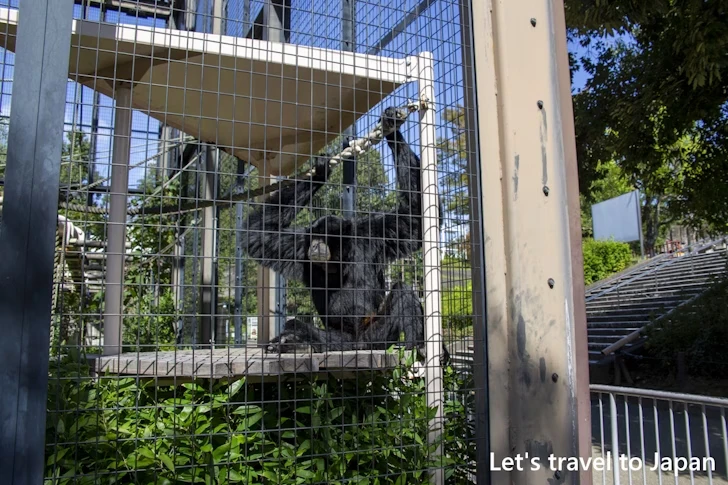 フクロテナガザル：東山動物園北園の見どころ(46)